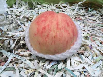 水蜜桃紙條填充物 2mm條狀...